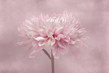 chrysanthemum