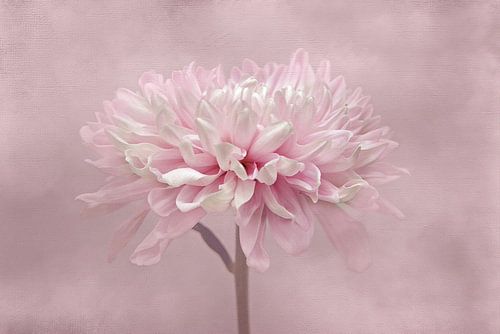 chrysant