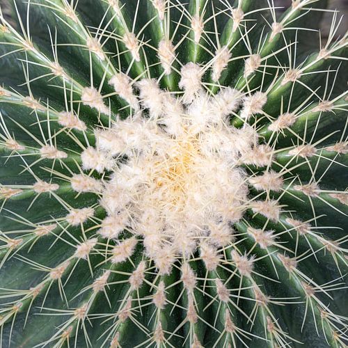 Bovenaanzicht van een cactus