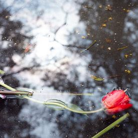Tulpe im Tränenmeer von Kerstin Marosi