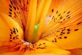 Flower petals of a lily