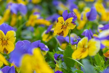 Stiefmütterchen - Viola ×wittrockiana