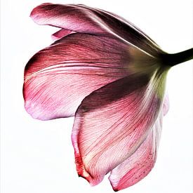 Tulp roze van Michelle Raven