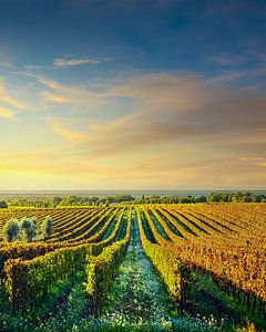 Weinberge von Bolgheri bei Sonnenuntergang. Alta Maremma, Toskana, Italien