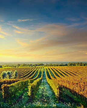 Weinberge von Bolgheri bei Sonnenuntergang. Alta Maremma, Toskana, Italien von Stefano Orazzini