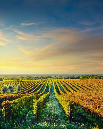 Bolgheri wijngaarden bij zonsondergang. Alta Maremma, Toscane, Italië