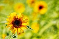 Sonnenblume von Andreas Müller Miniaturansicht