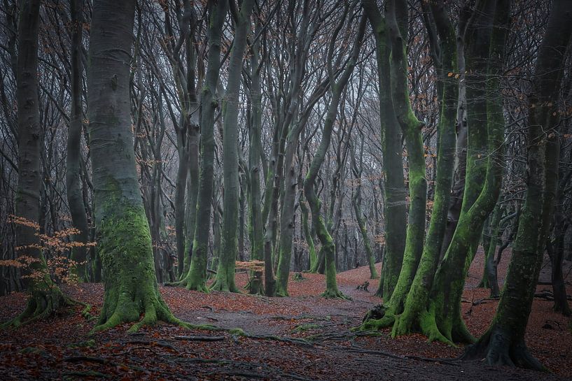The mysterious dancing trees of the Veluwe's Speulder forest by Margreet Riedstra