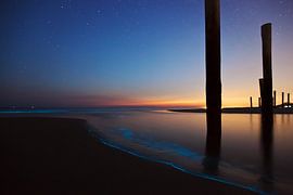 Épervier à Petten sur Titus van 't Veer