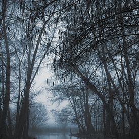 Früh morgens im Taubergiessen von Thomas Heins