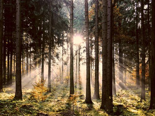 Sunlight in the autumn