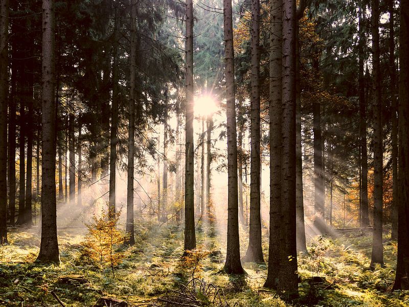 Sunlight in the autumn by brava64 - Gabi Hampe