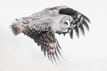 Laplanduil van Laura Dijkslag