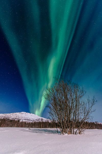 Aurora Nordpolarlicht am Nachthimmel über Nordnorwegen von Sjoerd van der Wal Fotografie
