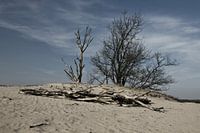 Loonse en Drunense Duinen