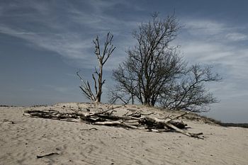 Loonse en Drunense Duinen