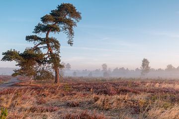 Misty moorland landscape with crooked pine tree by Maarten Zeehandelaar