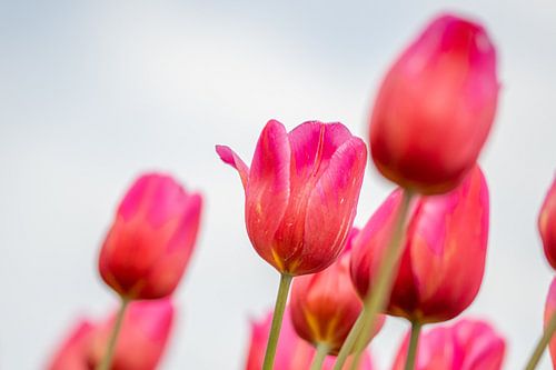 Roze tulpen tegen een bewolkte lucht