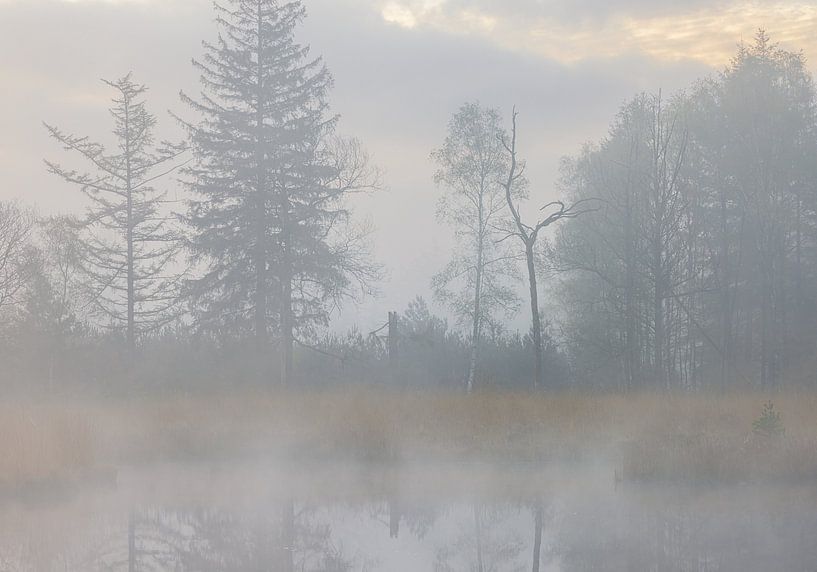 Fog during sunrise Dwingelderveld - Zandveen (Drenthe) Netherlands by Marcel Kerdijk