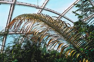 Palmenwedel