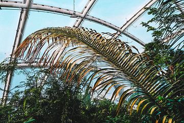 Palmvaren van Heiko Westphalen