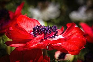Anemone