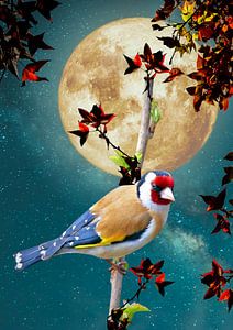 Bullfinch in the night