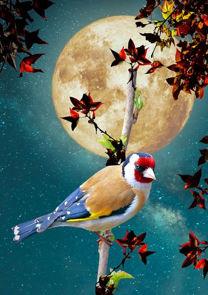 Distelvink in de nacht