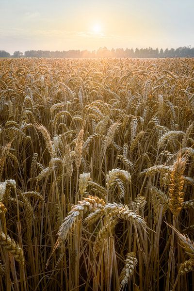 Getreidefeld bei Sonnenuntergang von Patrick van Os