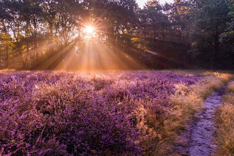 Sunrise on the heath by Cees de Vreugd