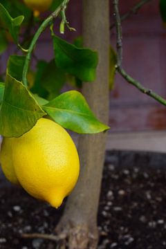 Stehendes Foto einer kühlen, schönen, leuchtend gelben Zitrone auf einer Pflanze mit grünen Blättern von Studio LE-gals