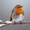 Rouge-gorge sur une branche en hiver sur Bo Valentino