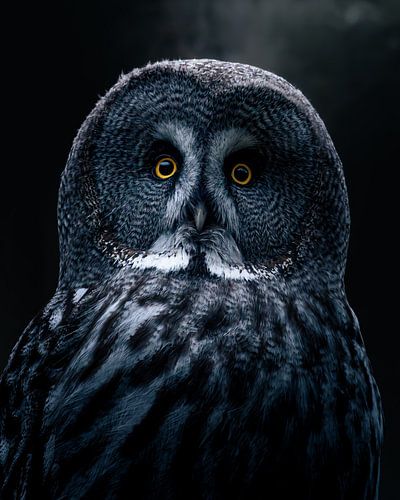 Grote gehoornde uil 's nachts