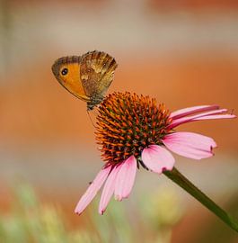 Oranje zandoogje op een roze zonnehoed
