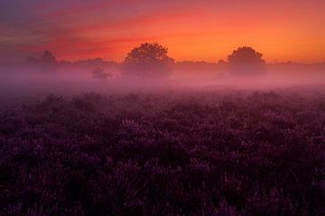 Sonnenaufgang blühendes Heidekraut