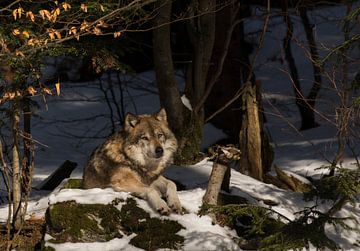 wolf in the  wild sur anja voorn