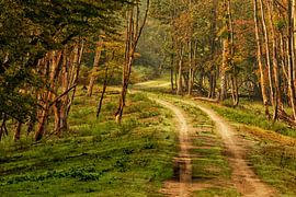 forest path by Arnoud van der Meer