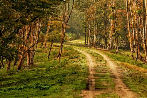 Waldweg