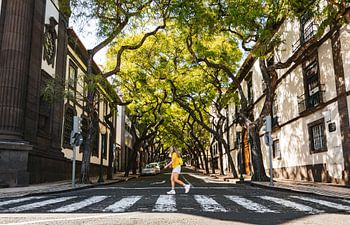 Pedestrian crossing beneath the trees in Funchal