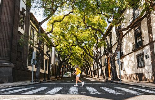 Zebrapad onder de bomen van Funchal