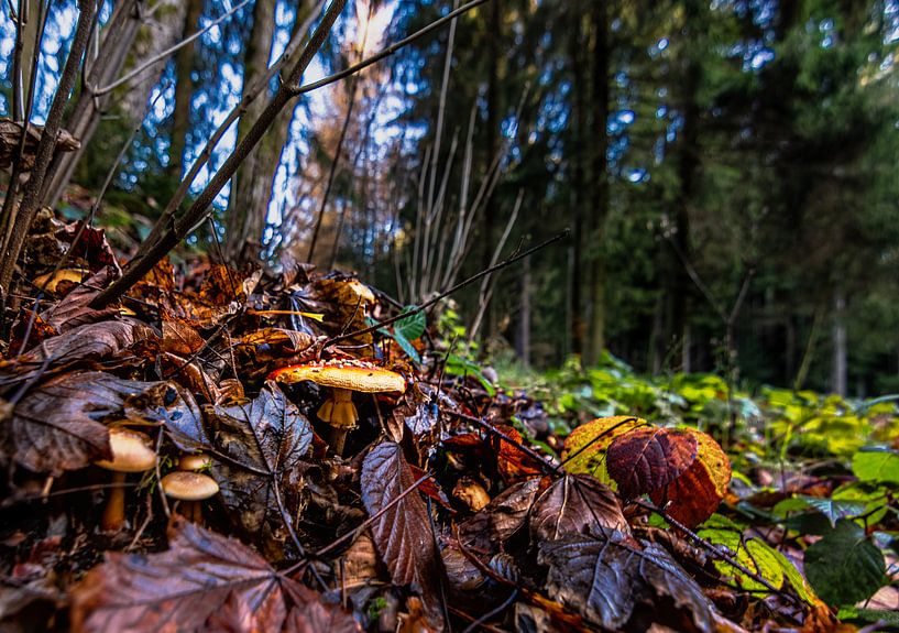 nature trees water sun by Johnny Flash