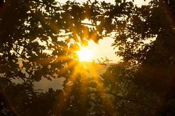 Warmes Sonnenlicht in der Morgendämmerung in der Herbstzeit durch die Blätter eines Baumes von adventure-photos