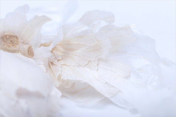 Lady garlic