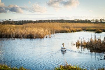 Swan in the water by Jolien fotografeert