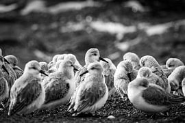 Sanderlings on a rock