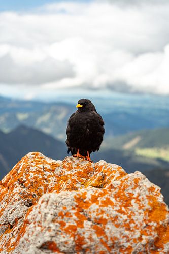 Alpenkauw op de top