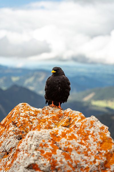 Alpine jackdaw at the summit by Leo Schindzielorz