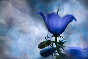 Campanula