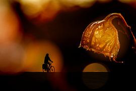 Into the light by Irene Lommers