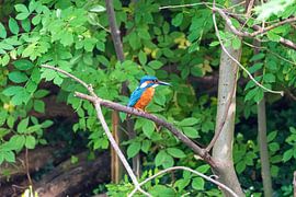 Der Eisvogel auf einem Ast von Merijn Loch